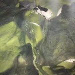 Avocatus Quartzite -